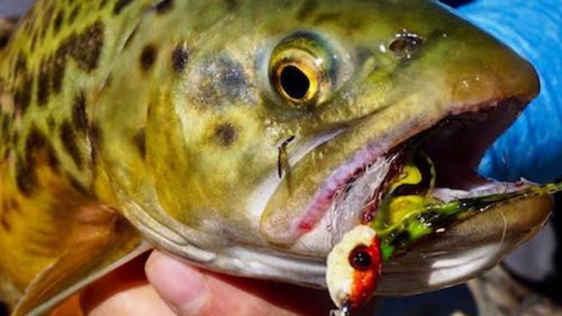 Pin Head Tiger Trout