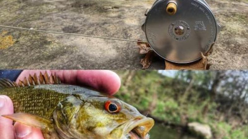 Pinhead Bass Catch