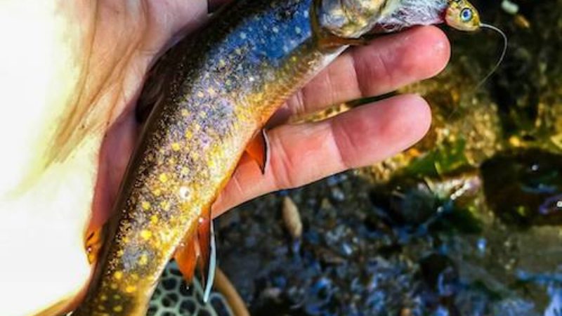 Pinhead Beatiful Brook Trout