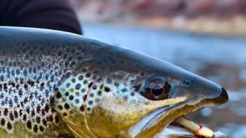 Pinhead Brown Trout Catch