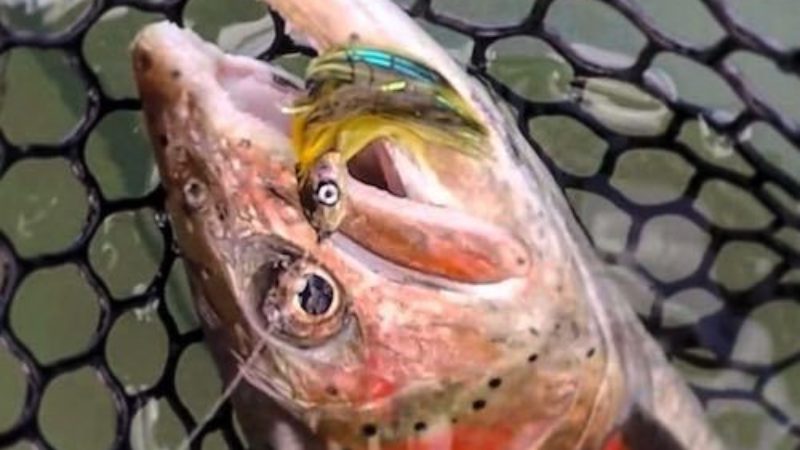 Pinhead Netted Trout